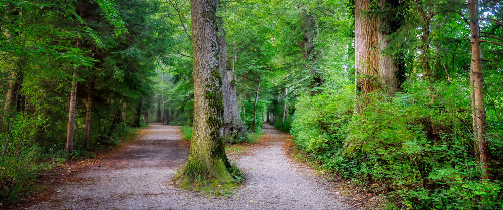 A fork in the road 